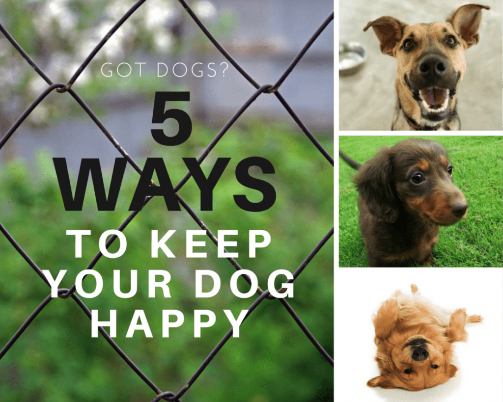 How to Keep a Dog Happy