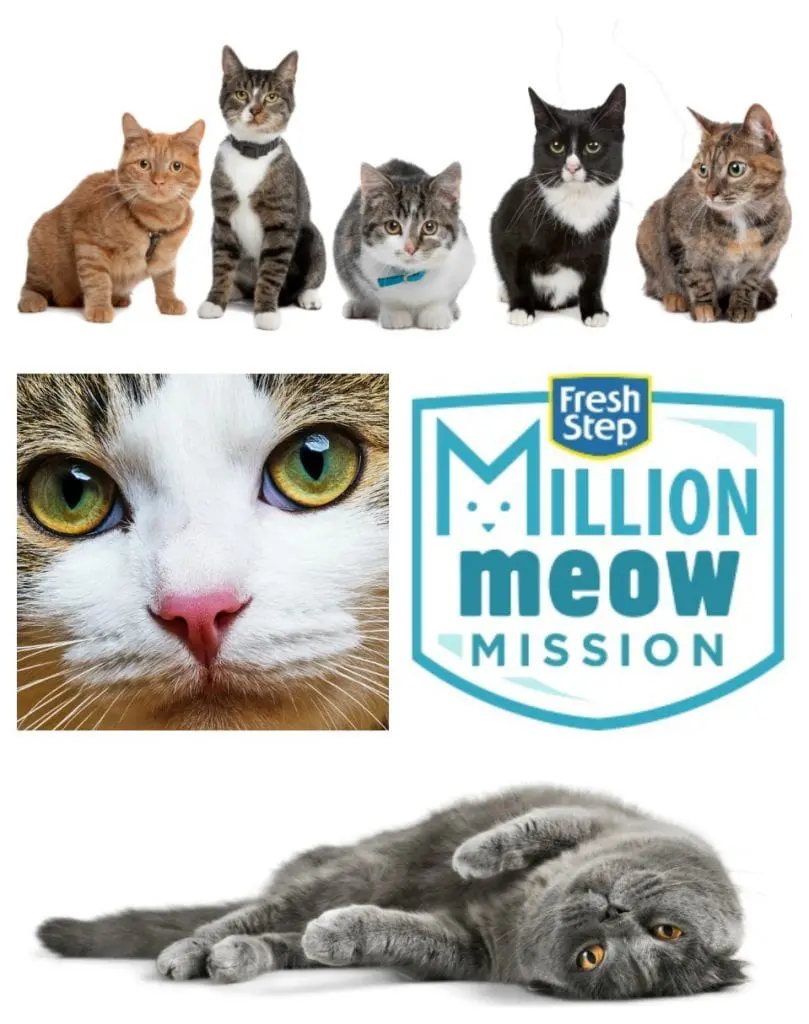 National Adopt a Cat Month Fresh Step Million Meow Mission