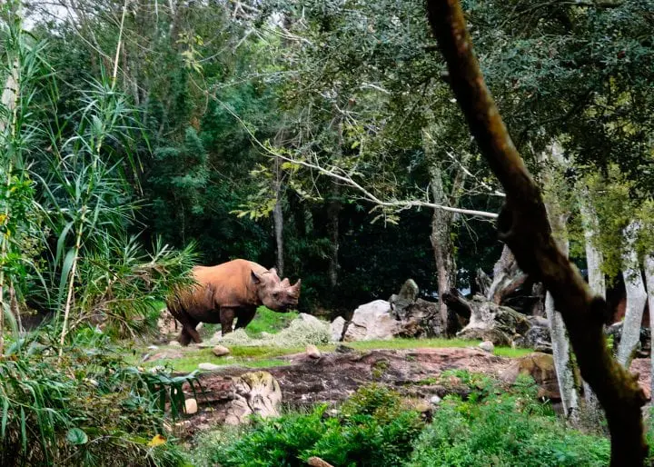 Ultimate Guide to Kilimanjaro Safaris by Disney - Rhino by woods