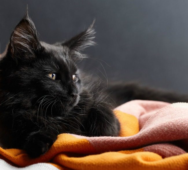 Why are black cats considered bad luck?