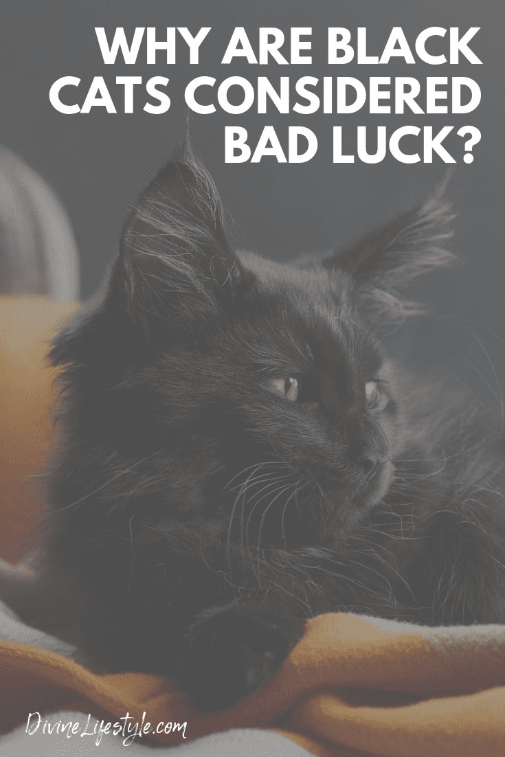 Why Are Black Cats Considered Bad Luck? Halloween Superstition