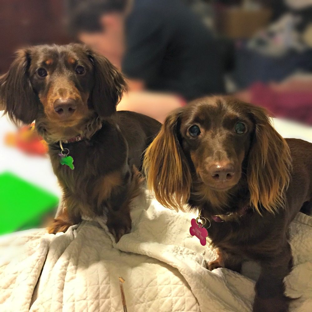 Teddy and Taffy Miniature Long Haired Dachshunds