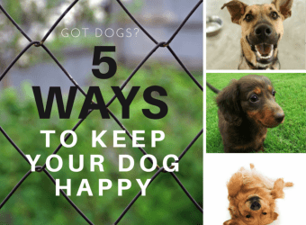 Cesar 5 Ways to Keep your dog happy e1434997770108