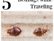 5 tips for preventing bedbugs while traveling