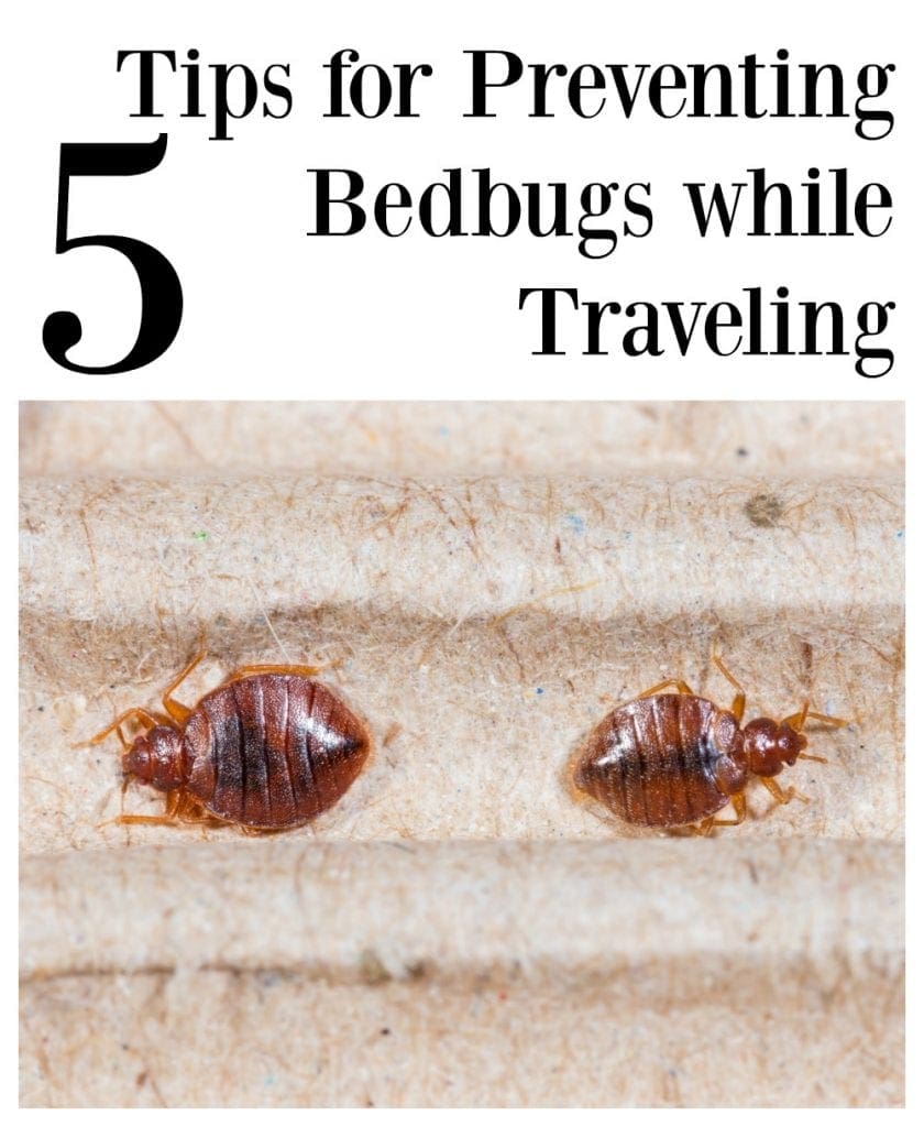 5 Tips For Preventing Bedbugs While Traveling Divine Lifestyle