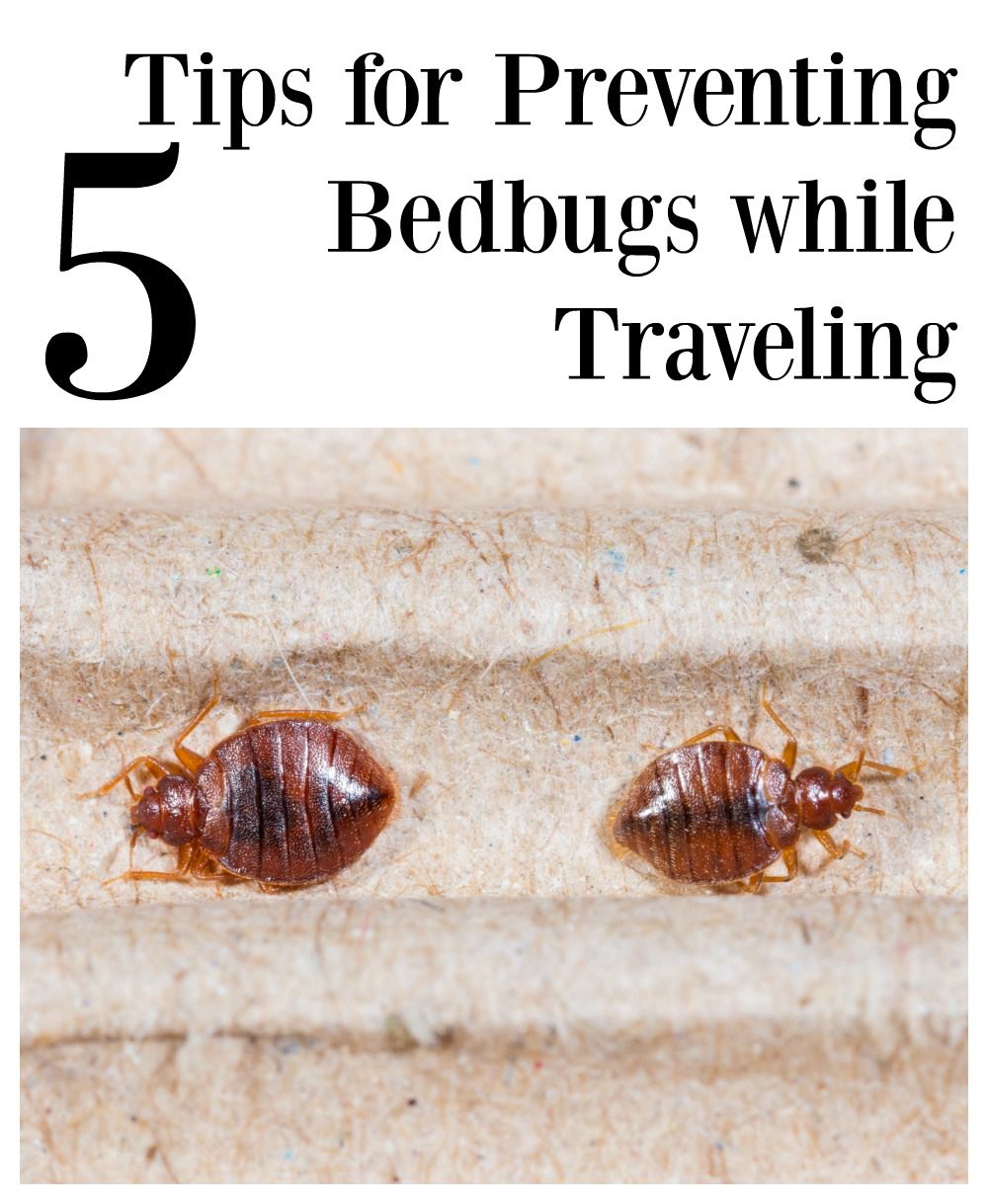 5 tips for preventing bedbugs while traveling