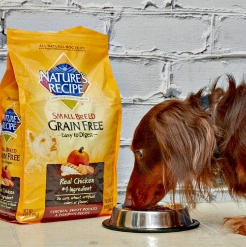 Nature's Recipe Healthy and Beneficial Food for Your Dog