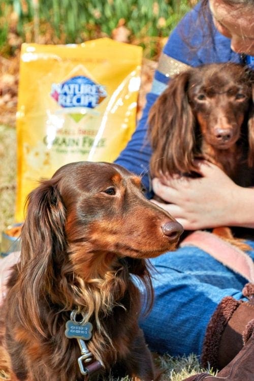 Nature's Recipe Healthy and Beneficial Food for Your Dog