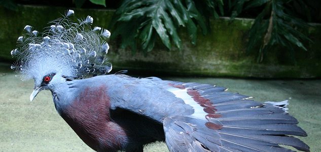 What to do in Pittsburgh Pennsylvania #LovePGH @vstpgh National Aviary