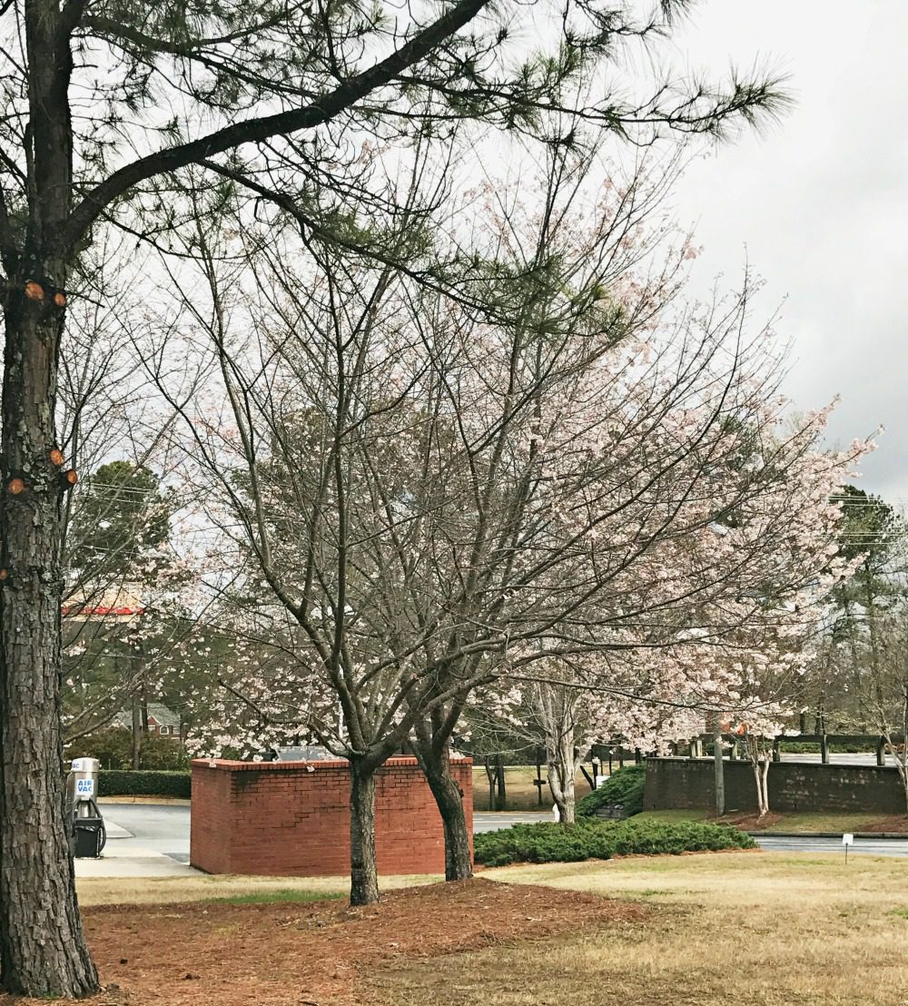 Brookhaven Cherry Blossom Festival Atlanta