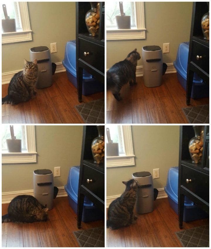 Litter Genie Cat Litter Disposal System Review | Available at Walmart
