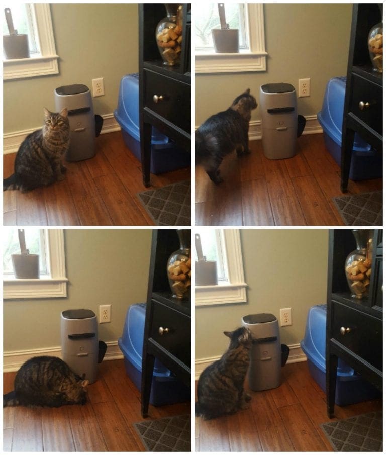Litter Genie Cat Litter Disposal System Review Available at Walmart