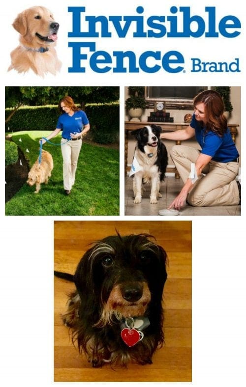 Puppy or kitten for Christmas? Invisible Fence has pet training solutions.