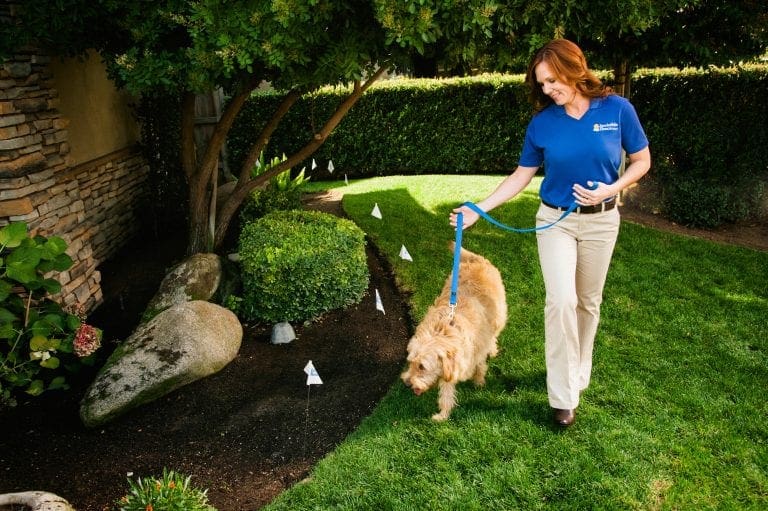 Puppy or kitten for Christmas? Invisible Fence has pet training solutions.