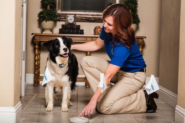Puppy or kitten for Christmas? Invisible Fence has pet training solutions.