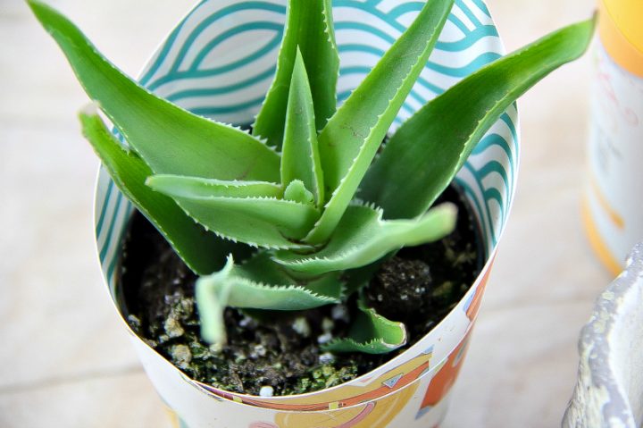 Easy DIY Pineapple Succulent Planter