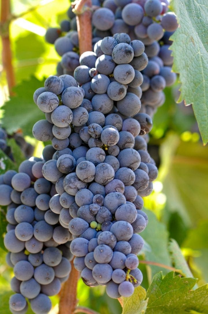 5 Must Visit Wineries Napa Valley California