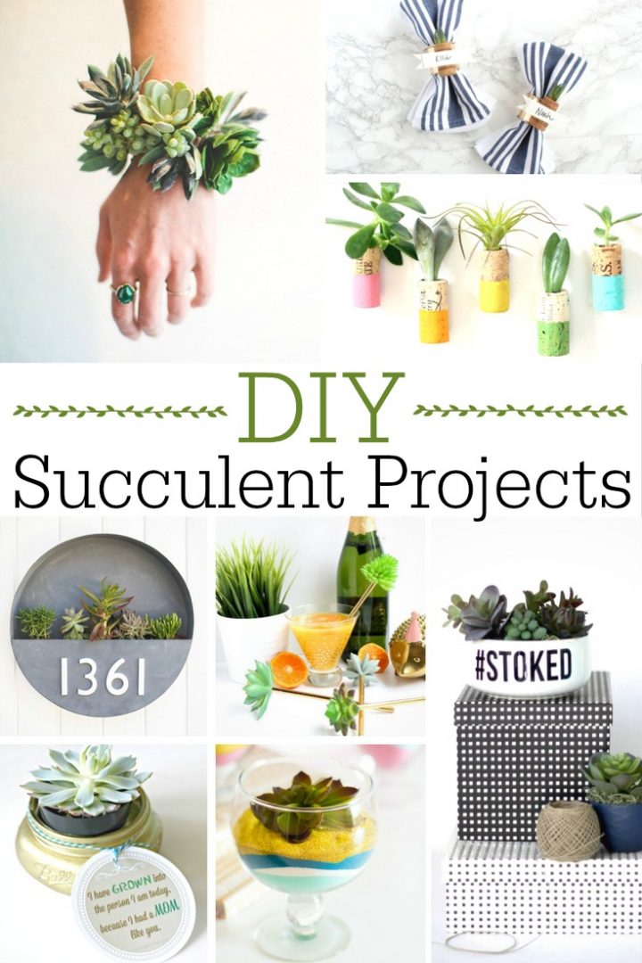 DIY Succulent Projects Gardening Plants Greenery Craft