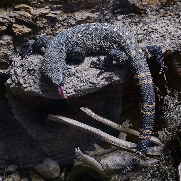 Zoo Atlanta's Twilight Trek 16