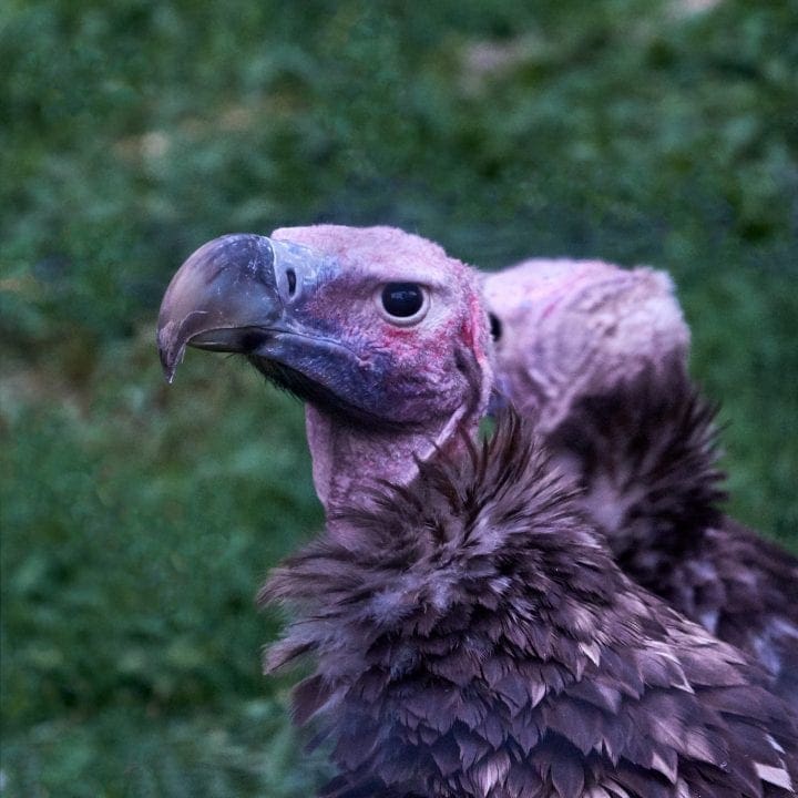 Zoo Atlanta's Twilight Trek 10