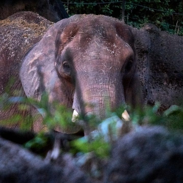 Zoo Atlanta's Twilight Trek 8