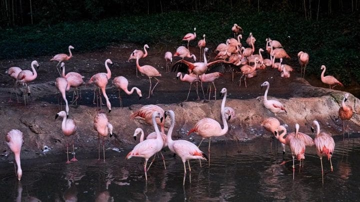 Zoo Atlanta's Twilight Trek 12