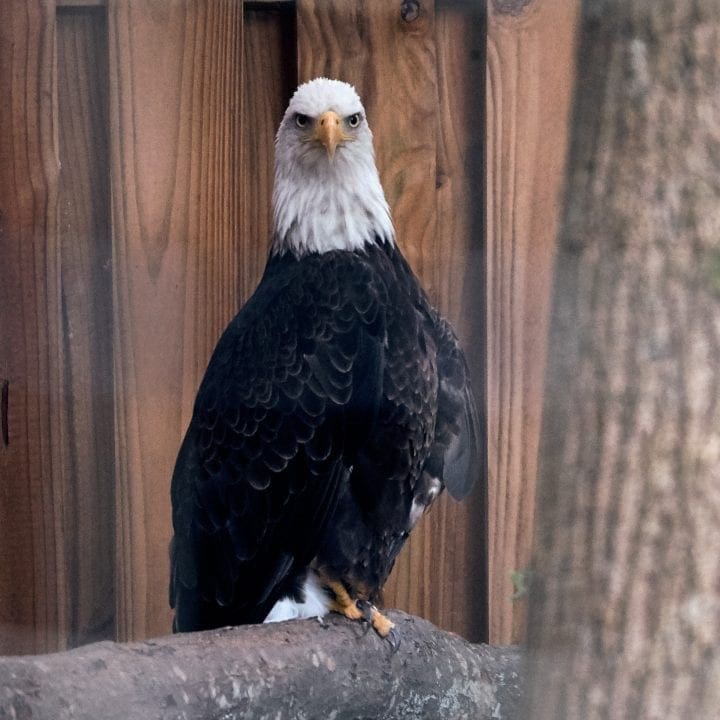 Zoo Atlanta's Twilight Trek 9