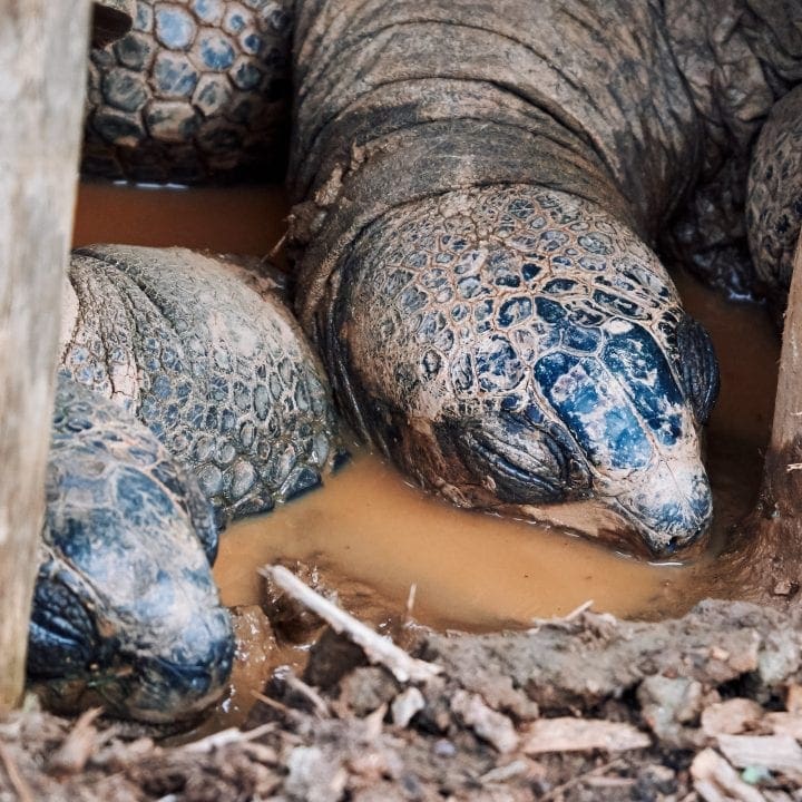 Zoo Atlanta's Twilight Trek 15