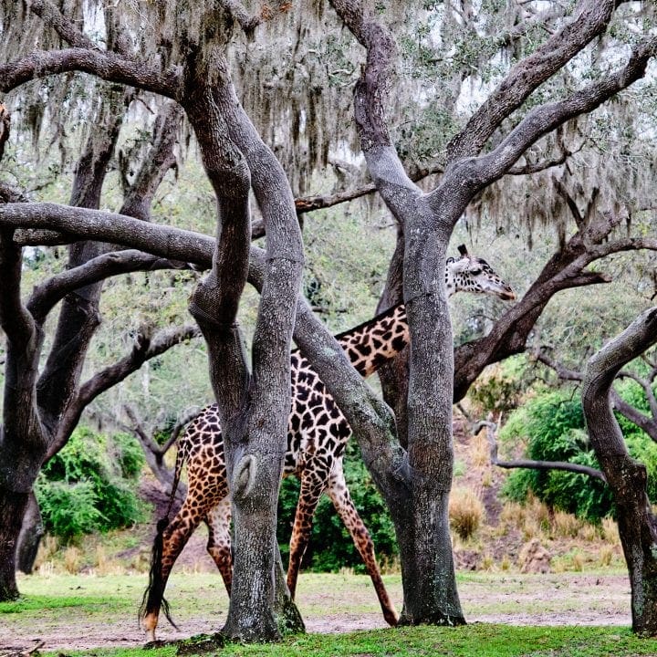 disney kilimanjaro safari - Giraffe in trees 