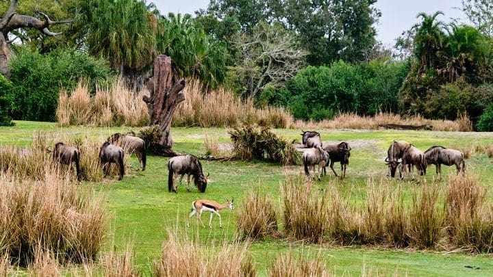 Ultimate Guide to Kilimanjaro Safaris by Disney - The Plains