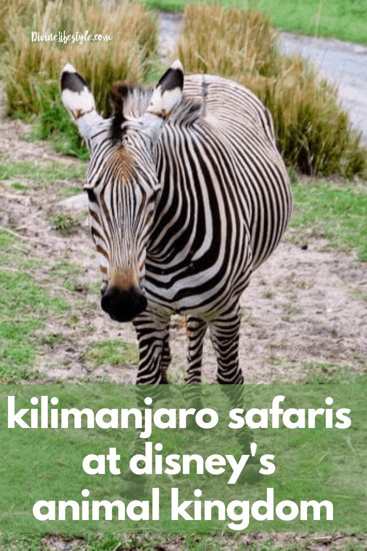 Ultimate Guide to Kilimanjaro Safari Disney