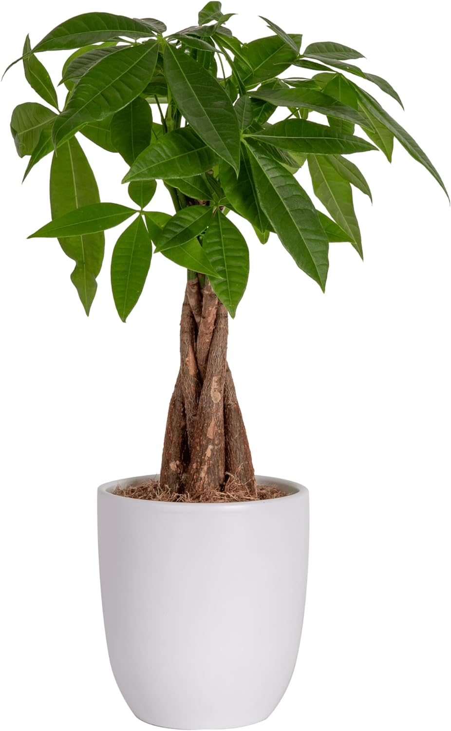 Costa Farms Money Tree Easy Care Indoor Plant Live Houseplant in Ceramic Planter Pot Bonsai Potted in Potting Soil Home Décor Birthday Gift New Home