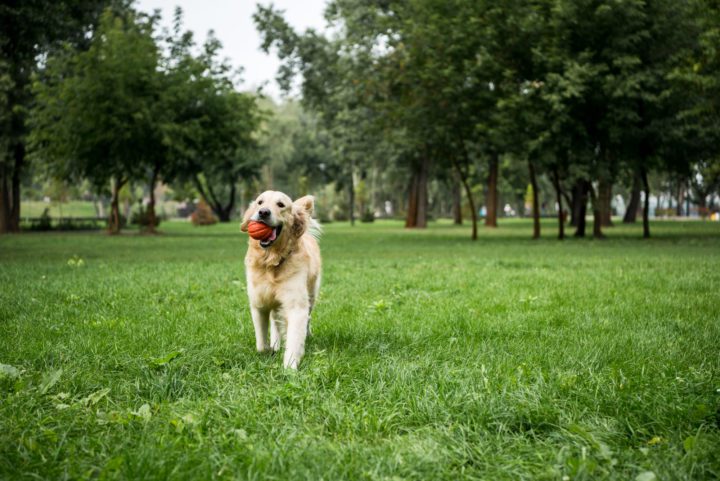 How to Keep a Dog Happy