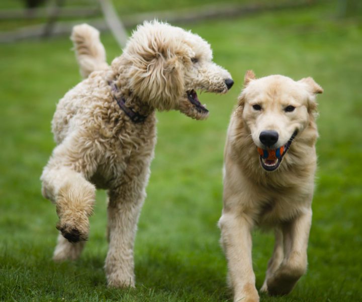 How to Keep a Dog Happy