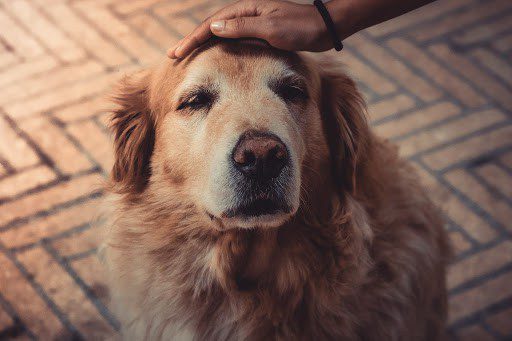 A Natural and Holistic Treatment for Dogs with Cushing's Disease
