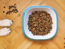 How to Pick Dog Food