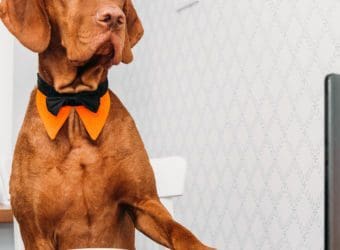 4 Benefits of Having a Pet-friendly Workplace