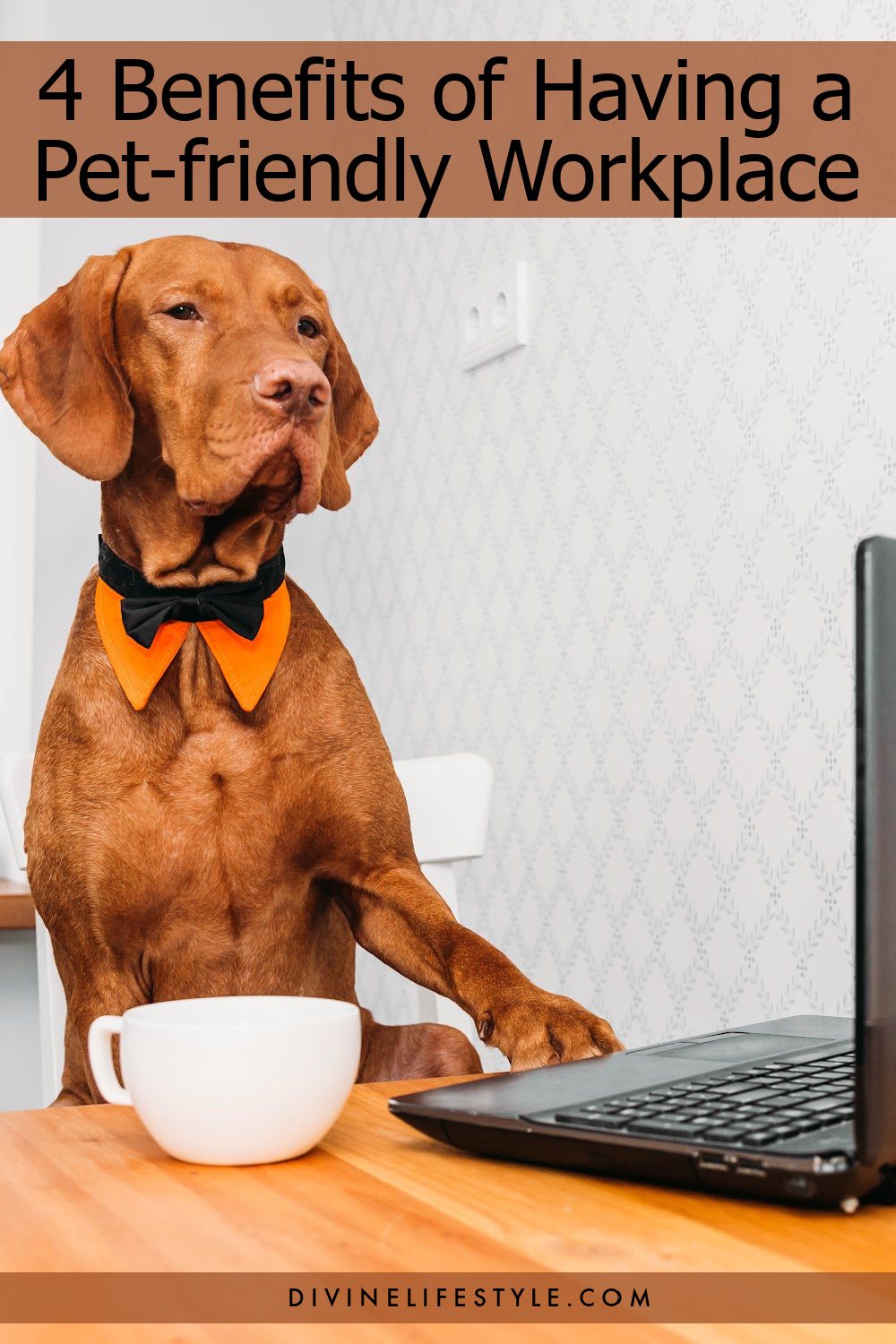 4 Benefits of Having a Pet-friendly Workplace