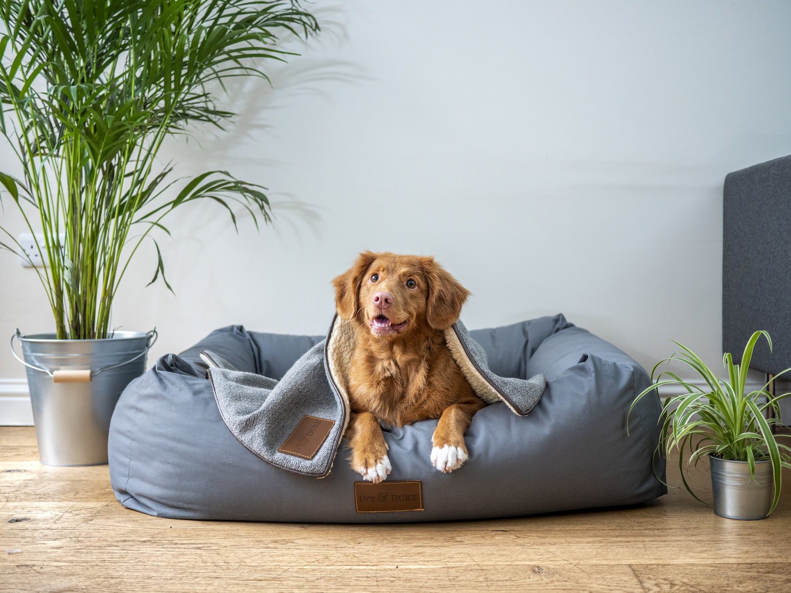 Veterinary Telemedicine in California: Important Things to Know