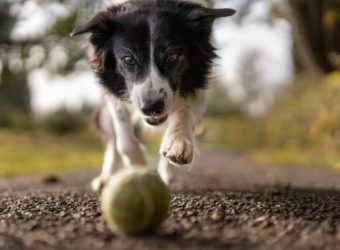 How to Keep Dogs Healthy