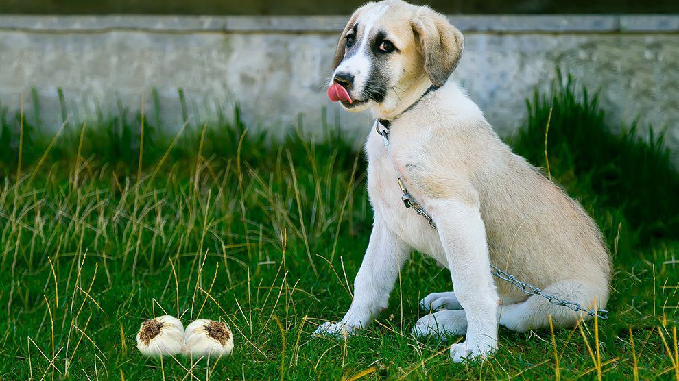Garlic And Other Items To Keep Away From Your Dog