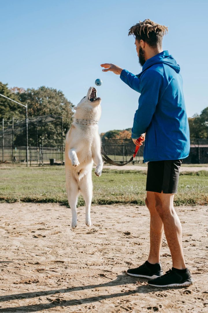 How to Choose a Certified Professional Dog Trainer