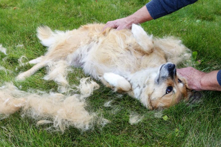 The dog sheds his hair (moulting) and the guardian combs it