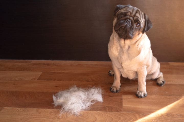pug dog sits on the floor next to a pile of wool after combing out concept of seasonal pet molting