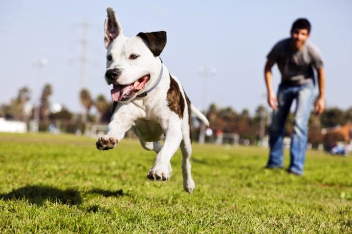 How to Ensure You Have Happy Pets