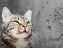 Purrfect: A Guide to Grooming Cats with Long Whiskers