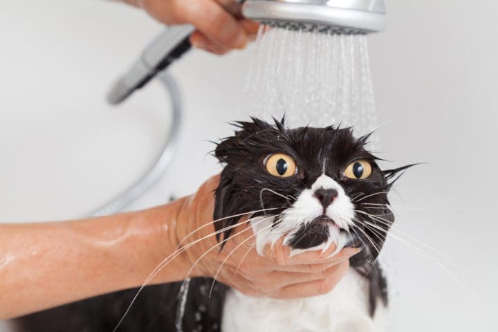 Purrfect: A Guide to Grooming Cats with Long Whiskers