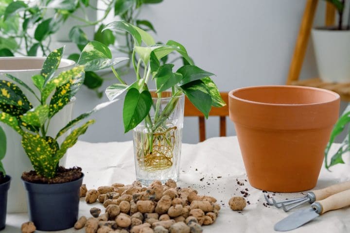 Indoor Vertical Gardening