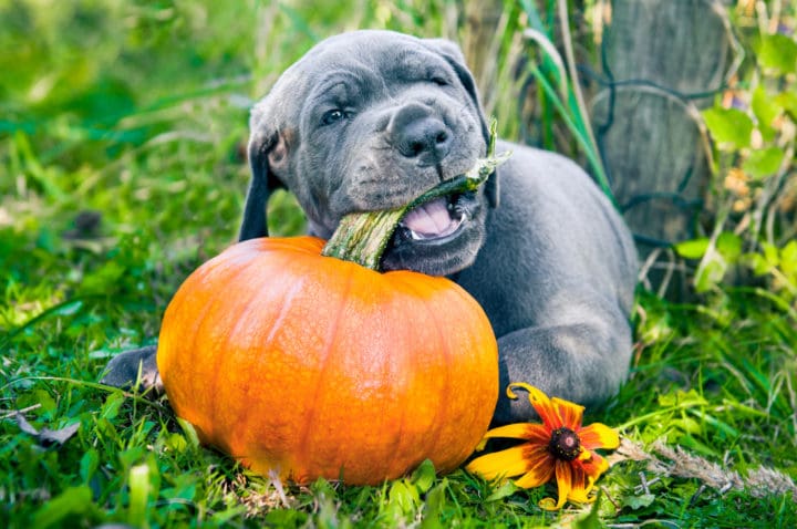 Pumpkin Dog Treat Recipes