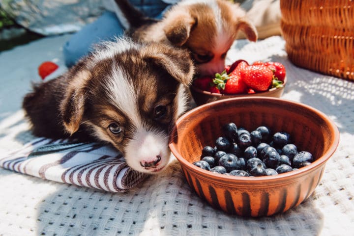 Blueberry Dog Treat Recipes